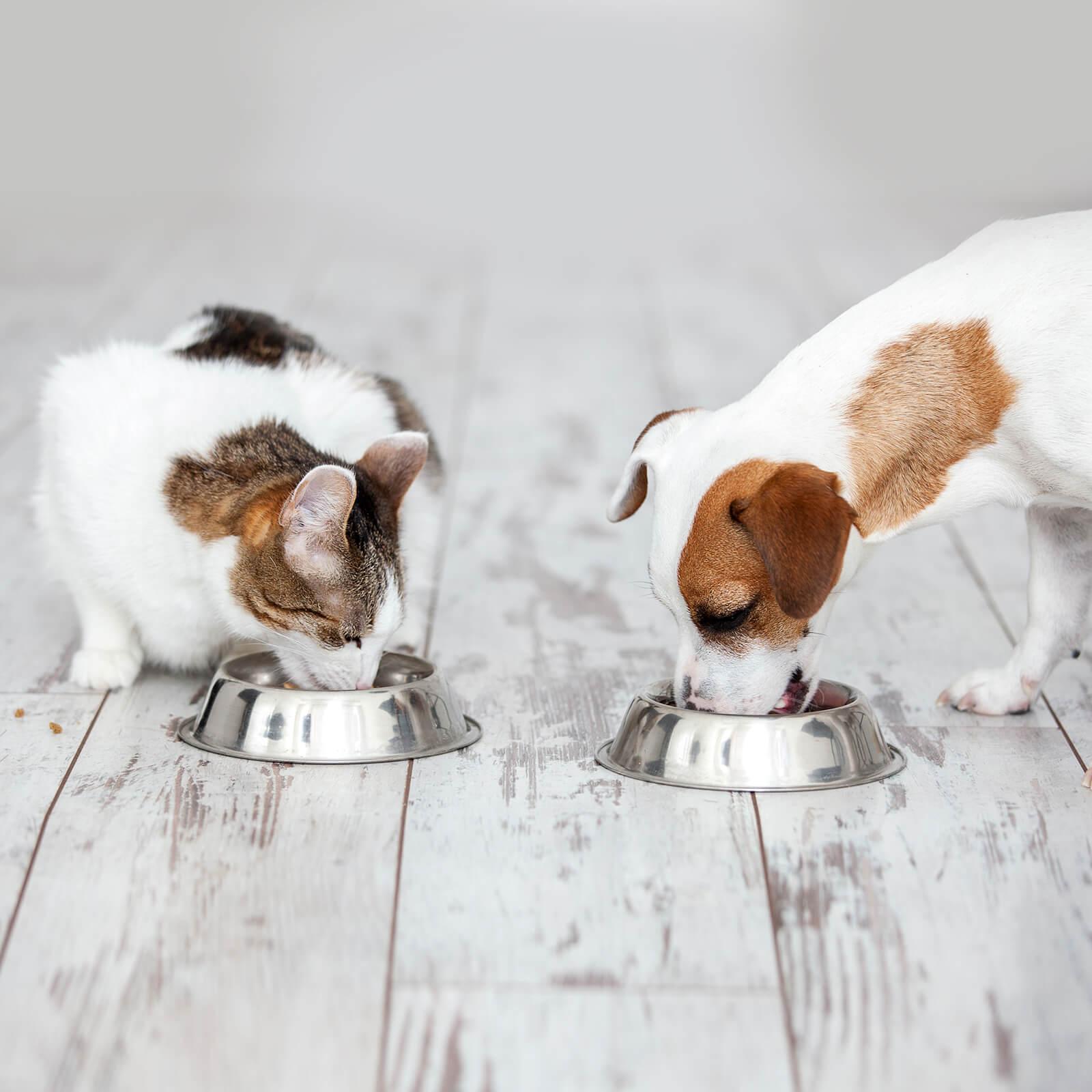 CBD tips place in dog or cat food